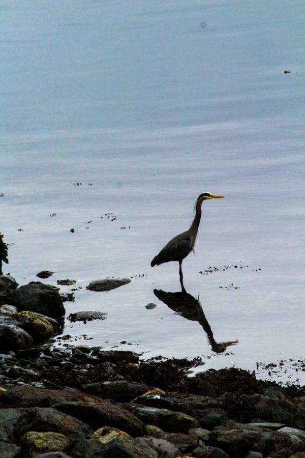 Gowlland Harbour Resort Heriot Bay Bagian luar foto